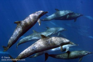 Spotted dolphins in Costa Rica's southern Pacific Ocean