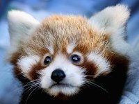 Cute Animals
