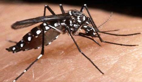 aedes_aegypti_mosquito.jpg