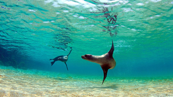 2016-01-13-1452711864-7824922-sealionswimiStock_000026101516_Full.jpg