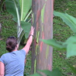 Rainbow Eucalyptus, One of Costa Rica’s Hidden Gems