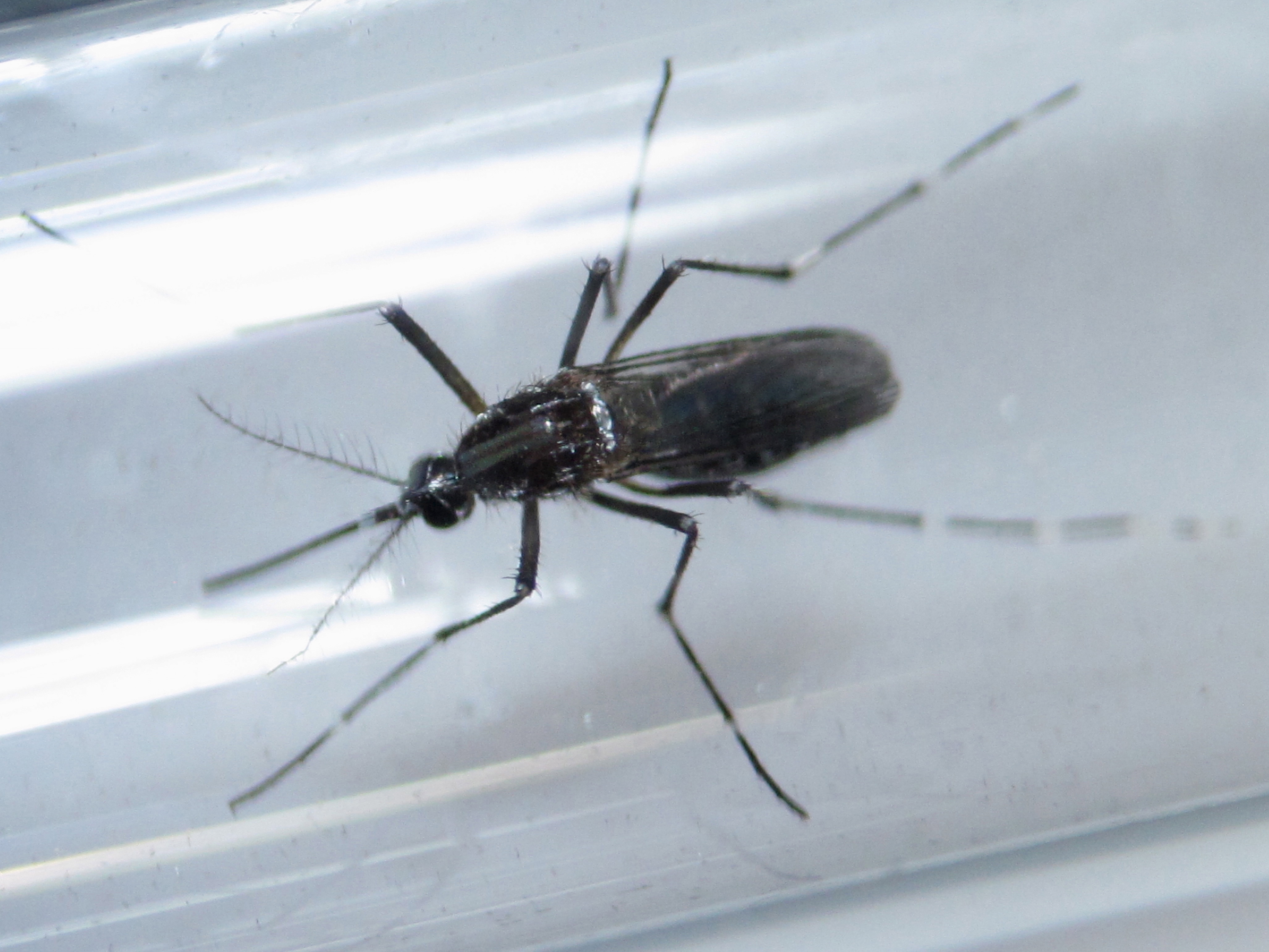 An edes aegypti mosquito is seen inside a test tube as part of a research on preventing the spread of the Zika virus and other mosquito-borne diseases at a control and prevention center in Guadalupe, neighbouring Monterrey, Mexico, March 8, 2016. REUTERS/Daniel Becerril/File Photo - RTX2DV6U