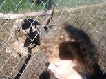 dmvidpics 2015-01-26 at 9.48.37 AM.png: SHELL-shocked! Three-year old sees tortoise having sex at zoo -