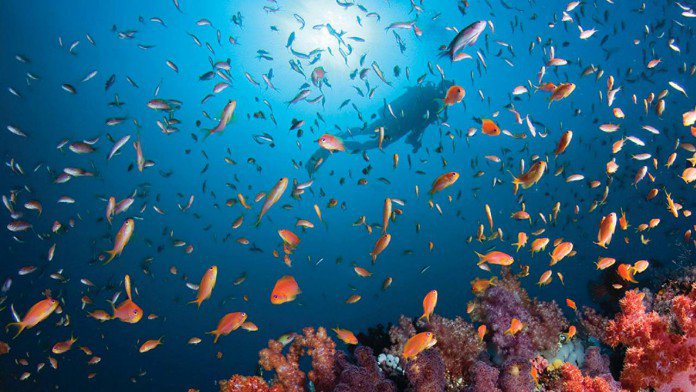 Four Seasons Resort Maldives Kuda Huraa Marine Life