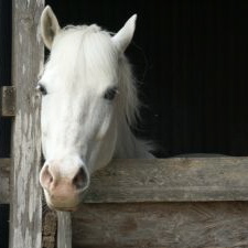 horse_in_his_stall