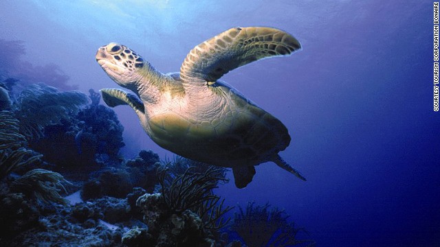 Turtles are what most divers yearn to see, but you may find that the triangle-shaped box fish, hunting morays or schools of technicolor butterfly fish really steal the show.