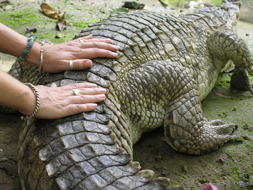 Crocodile Love: Unusual People Who Made Remarkable Trips