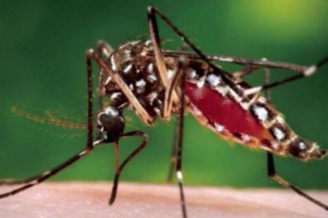 aedes_aegypti_mosquito2.jpg
