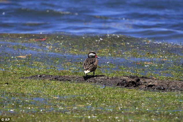 A white-cheeked pintail duck stands over a heavily seaweed covered beach in the east coast town of Fajardo, Puerto Rico