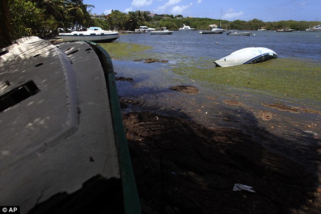 There are various ideas about what is causing the seaweed boom that scientists say started in 2011, including warming ocean temperatures and changes in the ocean currents