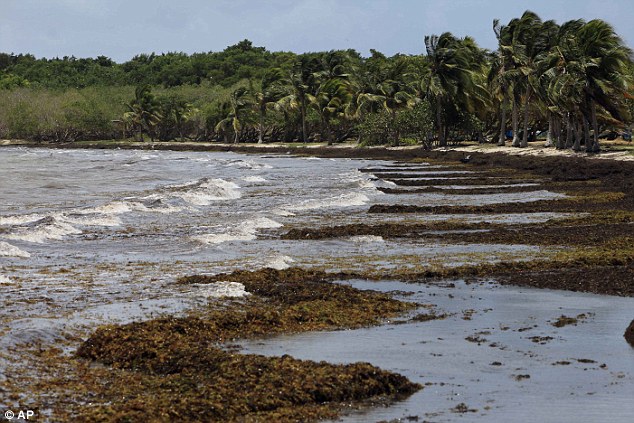 The 2015 seaweed invasion appears to be a bumper crop, with a number of shorelines so severely hit that some tourists have canceled summer trips and lawmakers on Tobago have termed it a 'natural disaster'. Pictured is a beach in Puerto Rico