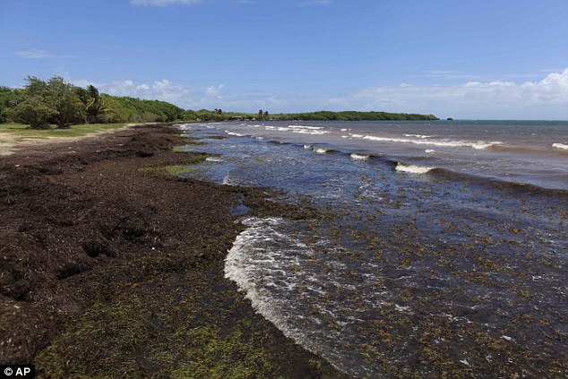 Large quantities of seaweed blanket the beach in the east coastPlaya Los Machos in Ceiba, Puerto Rico